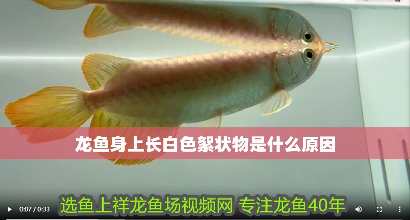 龍魚身上長白色絮狀物是什么原因