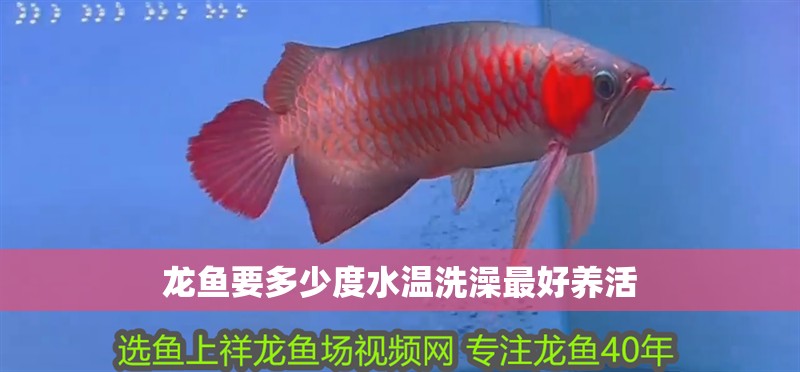 龍魚要多少度水溫洗澡最好養活