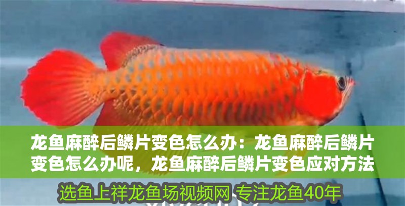 龍魚麻醉后鱗片變色怎么辦：龍魚麻醉后鱗片變色怎么辦呢，龍魚麻醉后鱗片變色應對方法解析