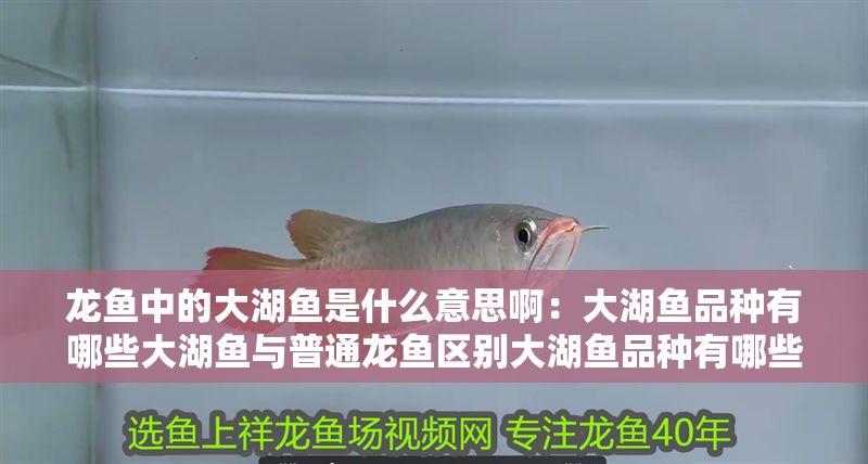龍魚中的大湖魚是什么意思啊：大湖魚品種有哪些大湖魚與普通龍魚區(qū)別大湖魚品種有哪些