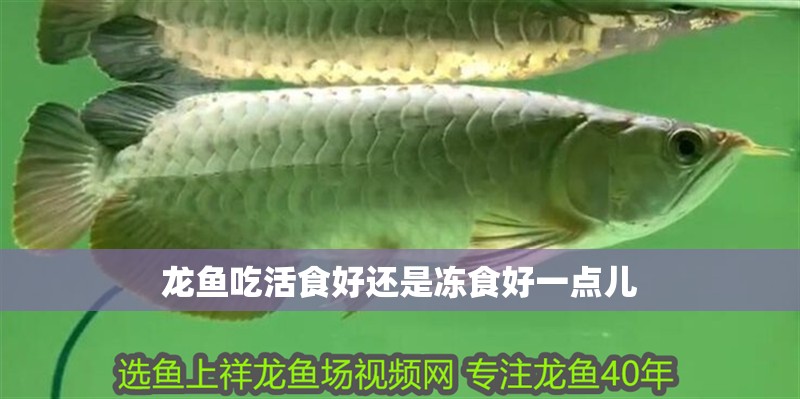 龍魚吃活食好還是凍食好一點兒
