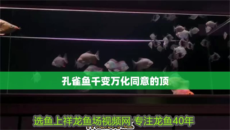 孔雀魚千變萬化同意的頂