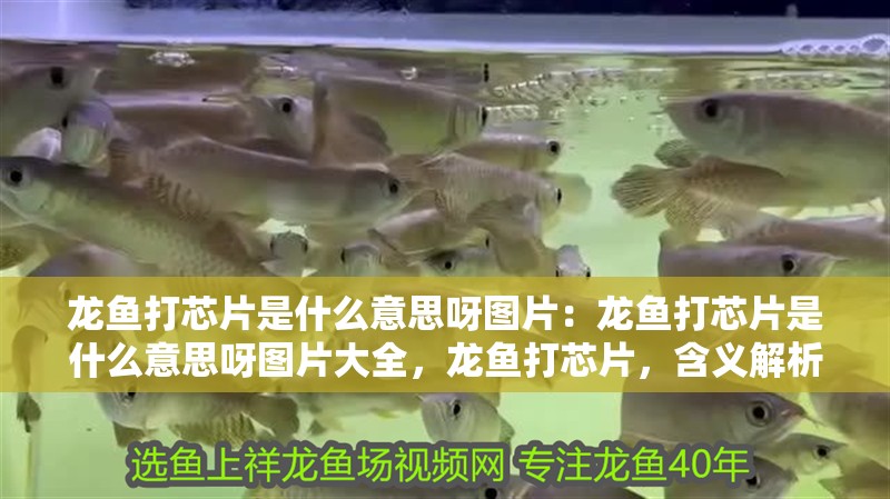 龍魚打芯片是什么意思呀圖片：龍魚打芯片是什么意思呀圖片大全，龍魚打芯片，含義解析與圖片