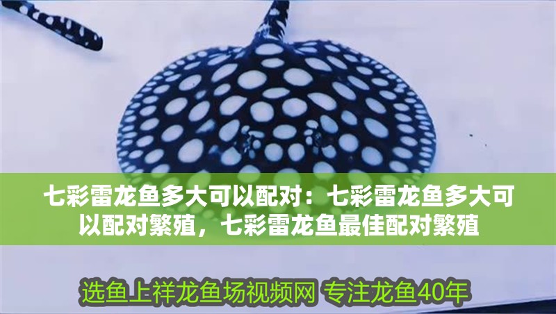 七彩雷龍魚多大可以配對：七彩雷龍魚多大可以配對繁殖，七彩雷龍魚最佳配對繁殖