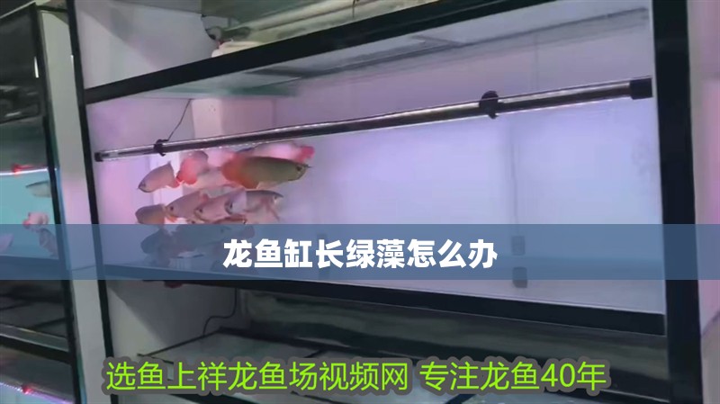 龍魚缸長綠藻怎么辦