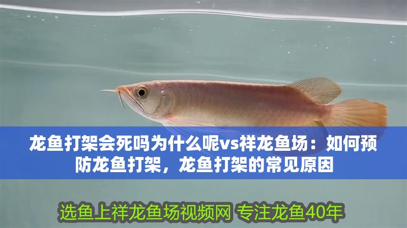 龍魚打架會死嗎為什么呢vs祥龍魚場：如何預防龍魚打架，龍魚打架的常見原因