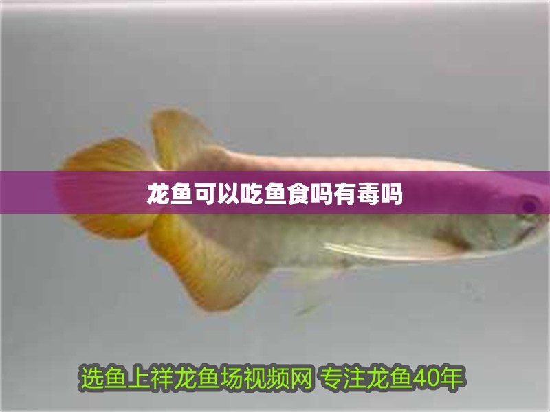 龍魚可以吃魚食嗎有毒嗎