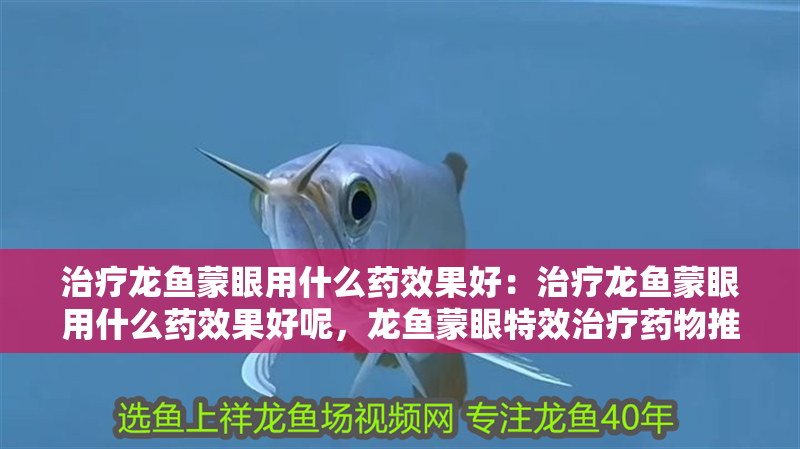 治療龍魚蒙眼用什么藥效果好：治療龍魚蒙眼用什么藥效果好呢，龍魚蒙眼特效治療藥物推薦