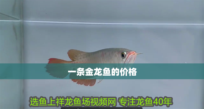 一條金龍魚的價格