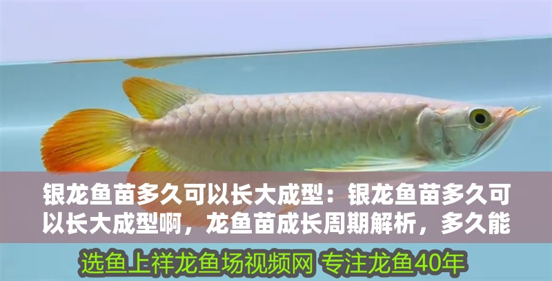 銀龍魚苗多久可以長大成型：銀龍魚苗多久可以長大成型啊，龍魚苗成長周期解析，多久能夠