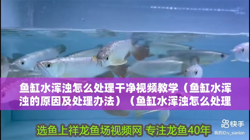 魚缸水渾濁怎么處理干凈視頻教學（魚缸水渾濁的原因及處理辦法）（魚缸水渾濁怎么處理）