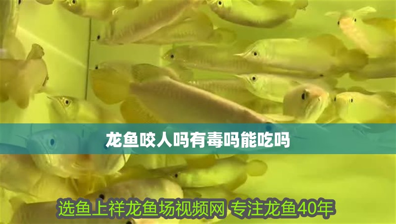 龍魚咬人嗎有毒嗎能吃嗎