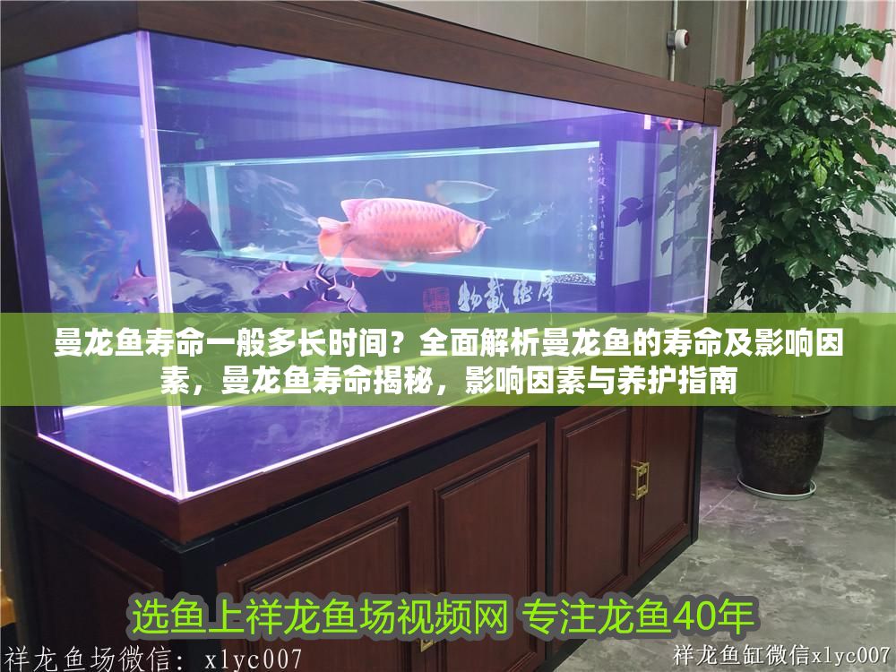 曼龍魚壽命一般多長時間？全面解析曼龍魚的壽命及影響因素，曼龍魚壽命揭秘，影響因素與養護指南