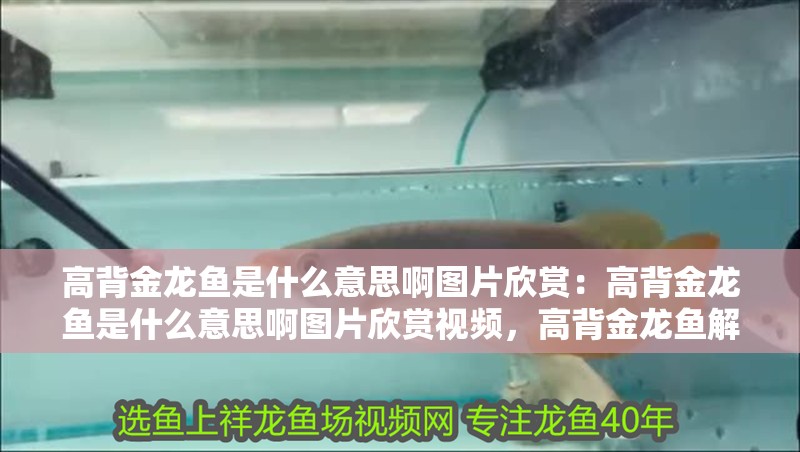 高背金龍魚是什么意思啊圖片欣賞：高背金龍魚是什么意思啊圖片欣賞視頻，高背金龍魚解析與精美圖片