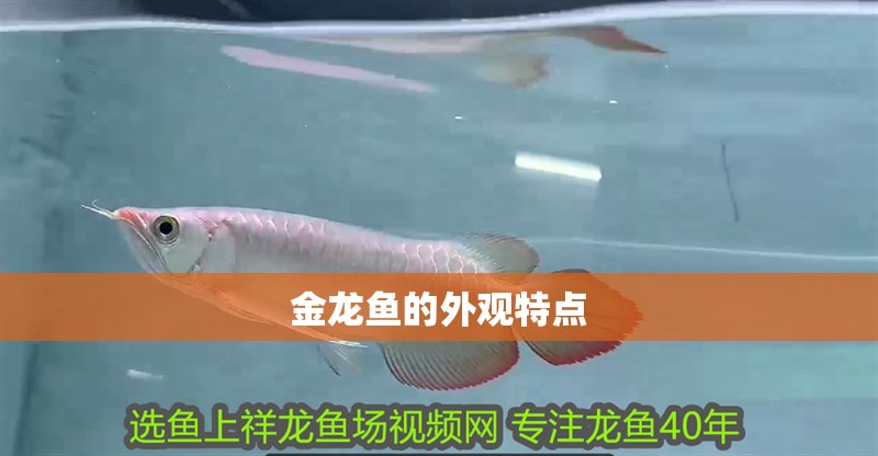 金龍魚的外觀特點(diǎn)
