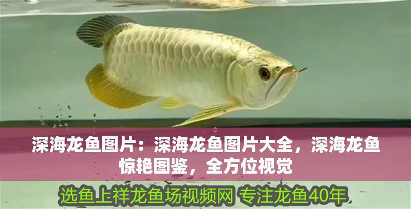 深海龍魚圖片：深海龍魚圖片大全，深海龍魚驚艷圖鑒，全方位視覺