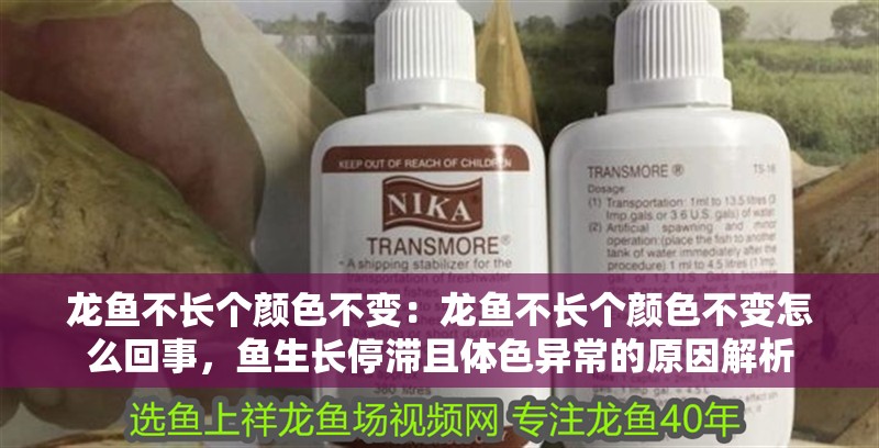龍魚不長個顏色不變：龍魚不長個顏色不變怎么回事，魚生長停滯且體色異常的原因解析