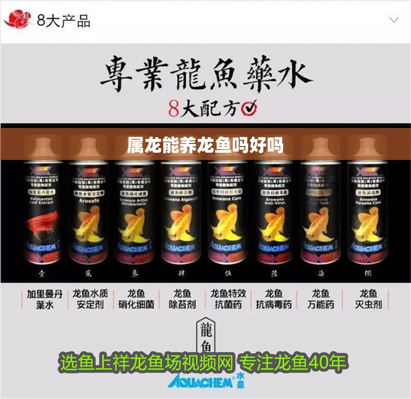 屬龍能養(yǎng)龍魚嗎好嗎