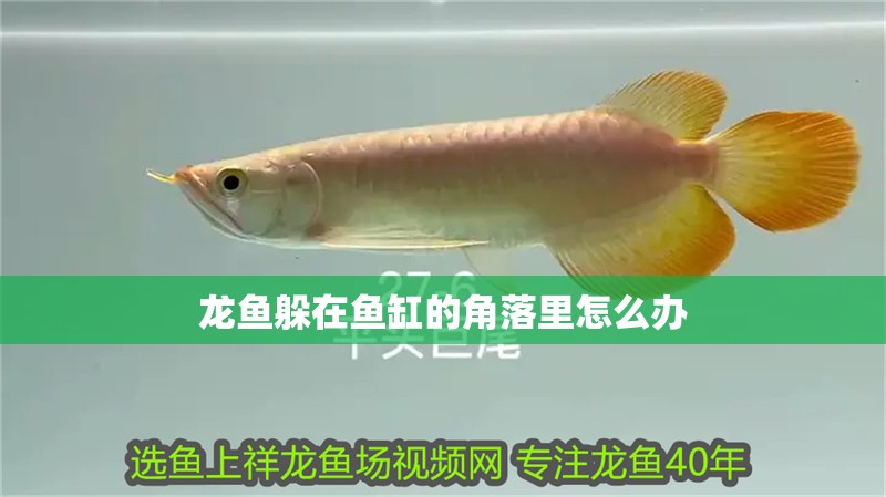 龍魚躲在魚缸的角落里怎么辦