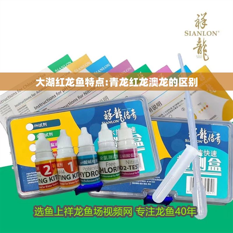 大湖紅龍魚特點:青龍紅龍澳龍的區別