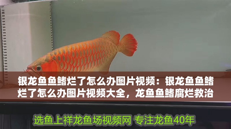 銀龍魚魚鰭爛了怎么辦圖片視頻：銀龍魚魚鰭爛了怎么辦圖片視頻大全，龍魚魚鰭腐爛救治全攻略，高清圖片與視頻教程