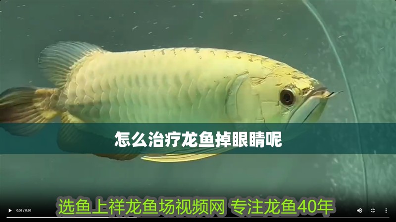 怎么治療龍魚掉眼睛呢