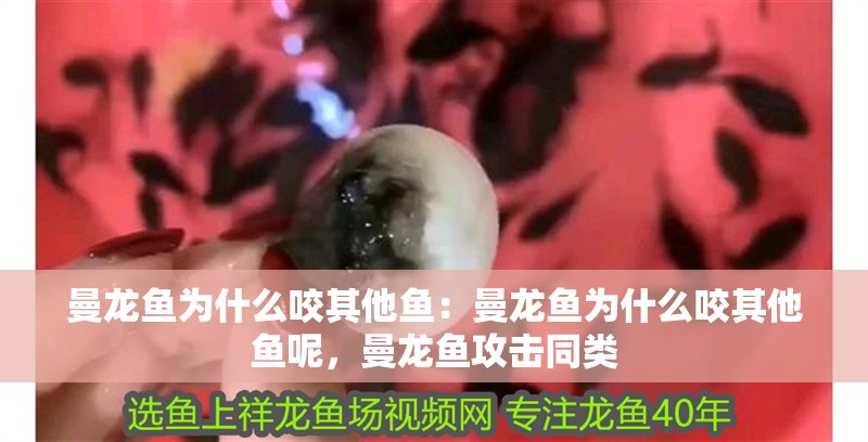 曼龍魚為什么咬其他魚：曼龍魚為什么咬其他魚呢，曼龍魚攻擊同類
