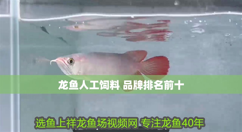 龍魚人工飼料 品牌排名前十