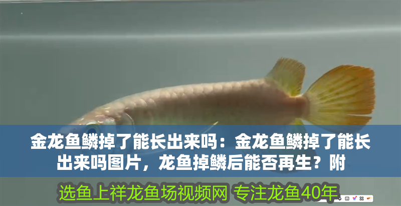 金龍魚鱗掉了能長出來嗎：金龍魚鱗掉了能長出來嗎圖片，龍魚掉鱗后能否再生？附
