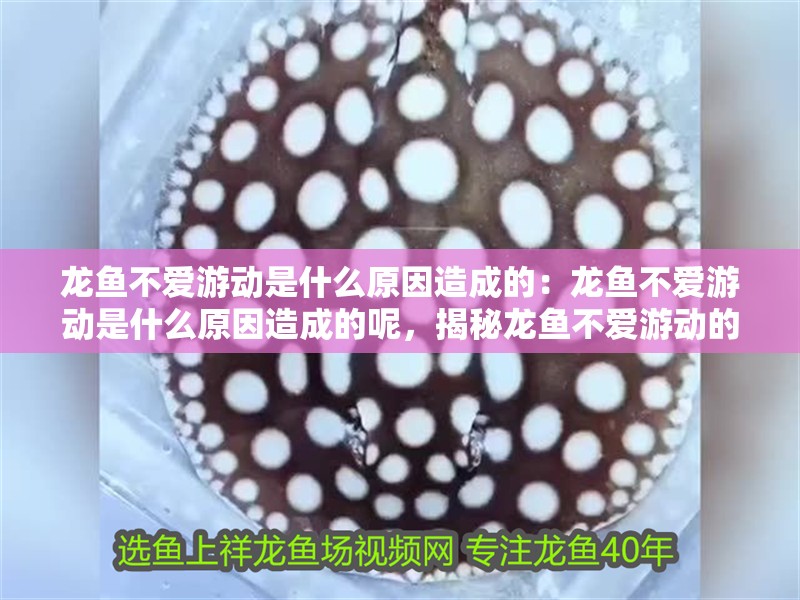 龍魚不愛游動是什么原因造成的：龍魚不愛游動是什么原因造成的呢，揭秘龍魚不愛游動的背后原因