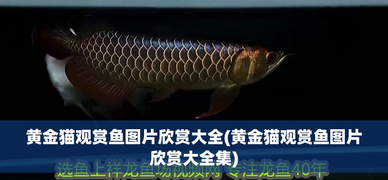 黃金貓觀賞魚(yú)圖片欣賞大全(黃金貓觀賞魚(yú)圖片欣賞大全集)