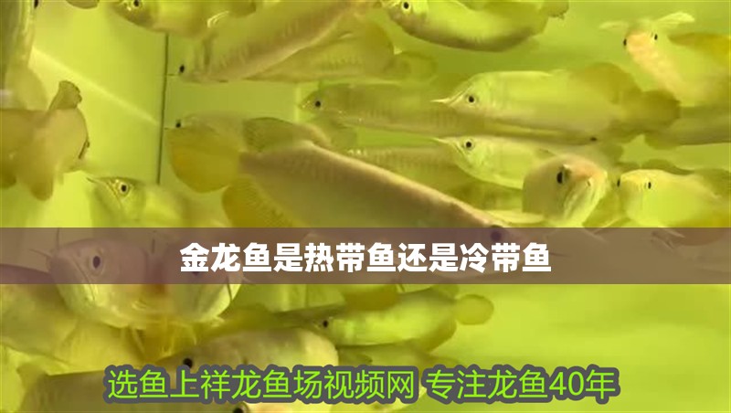 金龍魚是熱帶魚還是冷帶魚