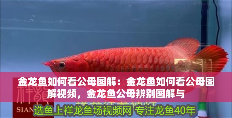金龍魚如何看公母圖解：金龍魚如何看公母圖解視頻，金龍魚公母辨別圖解與