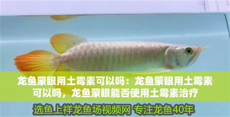 龍魚蒙眼用土霉素可以嗎：龍魚蒙眼用土霉素可以嗎，龍魚蒙眼能否使用土霉素治療