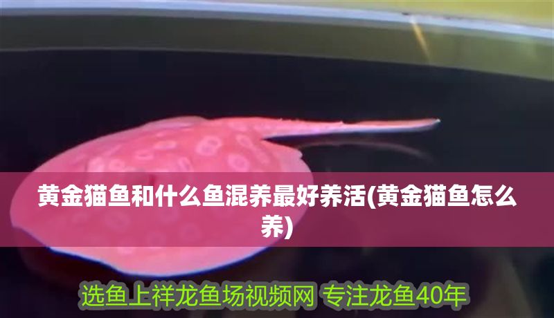 黃金貓魚和什么魚混養最好養活(黃金貓魚怎么養)