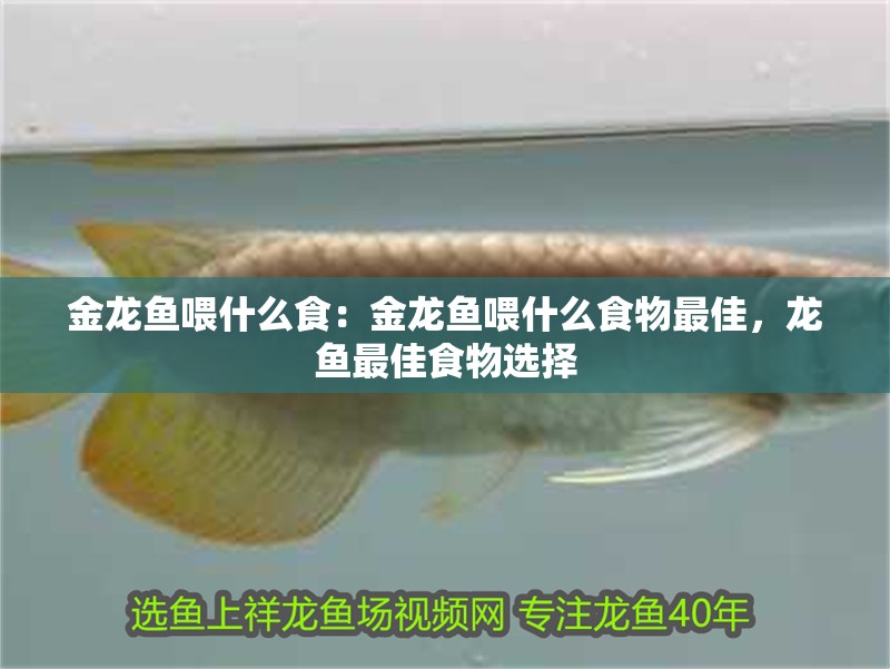 金龍魚(yú)喂什么食：金龍魚(yú)喂什么食物最佳，龍魚(yú)最佳食物選擇