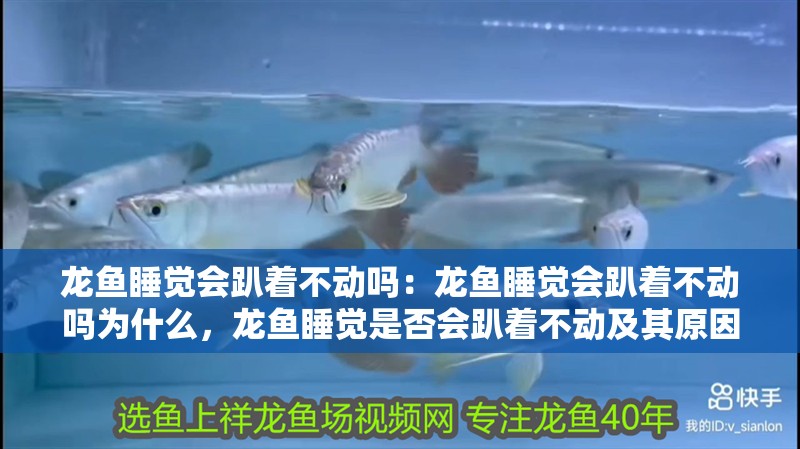 龍魚睡覺會趴著不動嗎：龍魚睡覺會趴著不動嗎為什么，龍魚睡覺是否會趴著不動及其原因