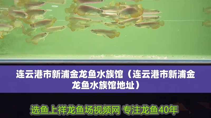 連云港市新浦金龍魚水族館（連云港市新浦金龍魚水族館地址）
