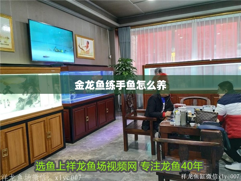 金龍魚練手魚怎么養 金龍魚練手魚怎么養 龍魚百科 第2張