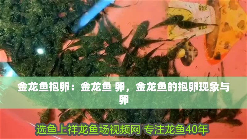 金龍魚抱卵：金龍魚 卵，金龍魚的抱卵現(xiàn)象與卵