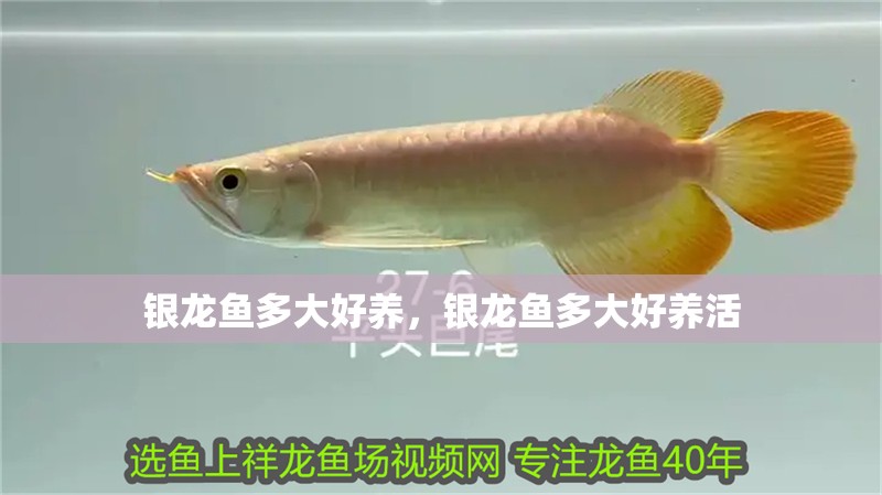 銀龍魚多大好養(yǎng)，銀龍魚多大好養(yǎng)活