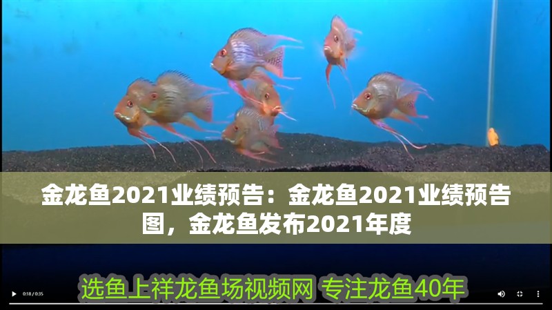 金龍魚2021業績預告:金龍魚2021業績預告圖,金龍魚發布2021年度 水族問答 金龍魚2021業績預告:金龍魚2021業績預告圖,金龍魚發布2021年度 金龍魚2021業績預告:金龍魚2021業績預告圖,金龍魚發布2021年度 水族問答