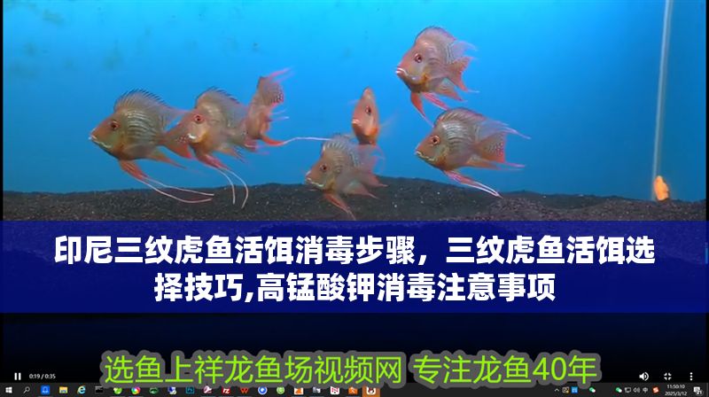 印尼三紋虎魚活餌消毒步驟，三紋虎魚活餌選擇技巧,高錳酸鉀消毒注意事項