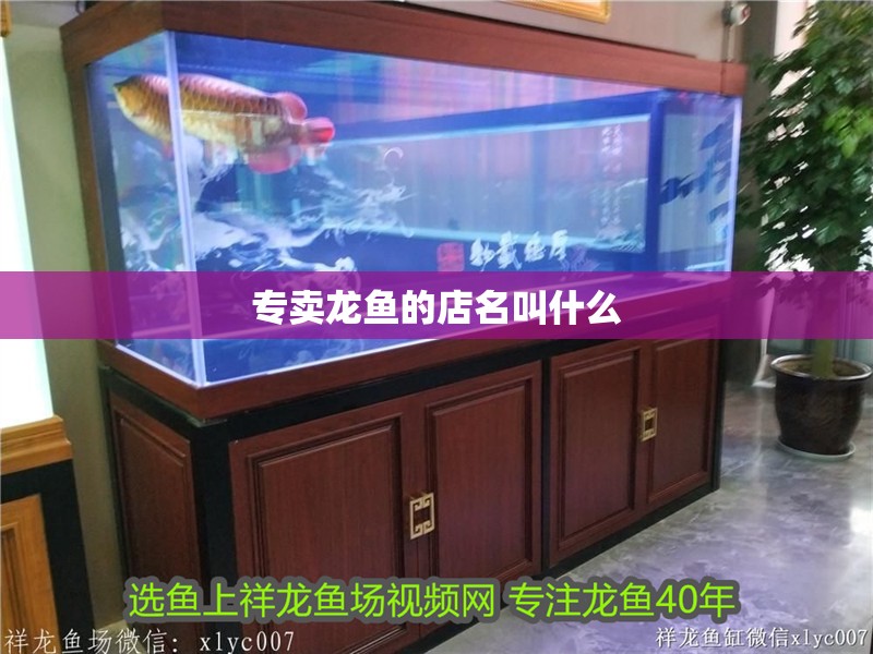 專賣龍魚的店名叫什么