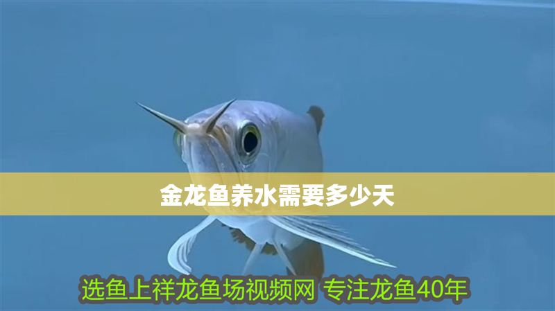 金龍魚養(yǎng)水需要多少天