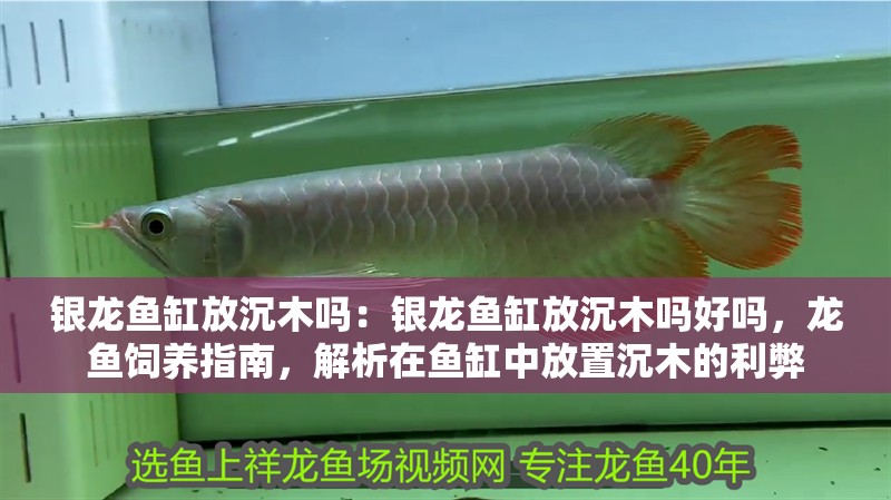 銀龍魚缸放沉木嗎：銀龍魚缸放沉木嗎好嗎，龍魚飼養(yǎng)指南，解析在魚缸中放置沉木的利弊