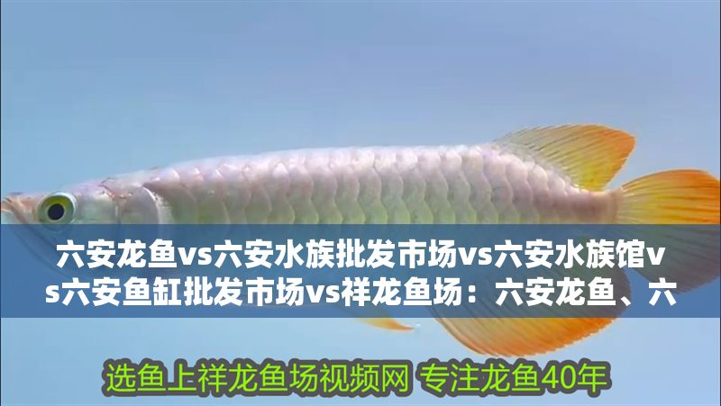 六安龍魚vs六安水族批發(fā)市場vs六安水族館vs六安魚缸批發(fā)市場vs祥龍魚場：六安龍魚、六安水族批發(fā)市場、六安魚缸批發(fā)市場信息