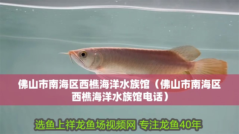 佛山市南海區西樵海洋水族館（佛山市南海區西樵海洋水族館電話）