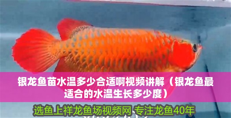 銀龍魚苗水溫多少合適啊視頻講解（銀龍魚最適合的水溫生長多少度）