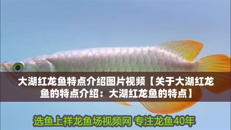 大湖紅龍魚特點(diǎn)介紹圖片視頻【關(guān)于大湖紅龍魚的特點(diǎn)介紹：大湖紅龍魚的特點(diǎn)】